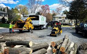 Best Utility Line Clearance  in Perry, IA